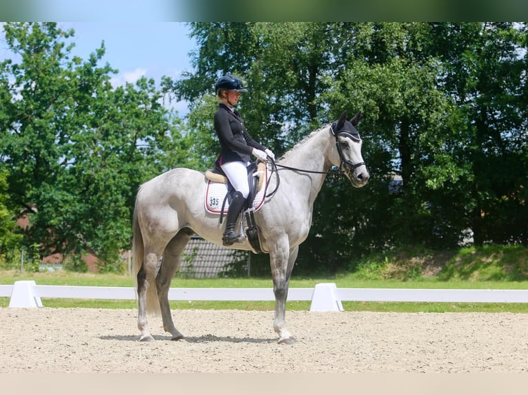 Englisches Vollblut Wallach 9 Jahre 163 cm Braunfalbschimmel in Brochterbeck