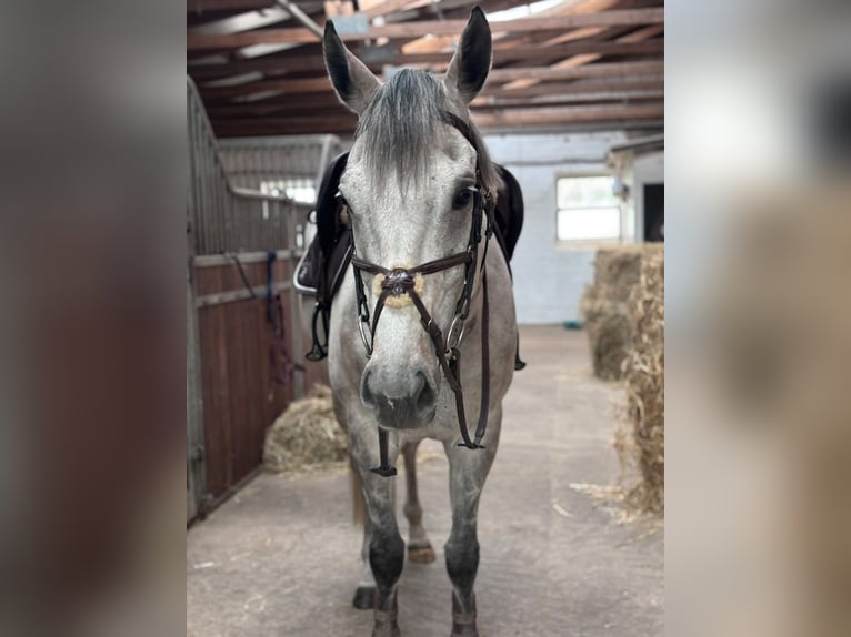 Englisches Vollblut Wallach 9 Jahre 163 cm Braunfalbschimmel in Brochterbeck