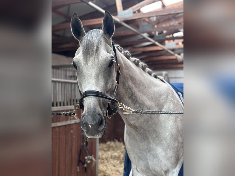 Englisches Vollblut Wallach 9 Jahre 163 cm Braunfalbschimmel in Brochterbeck