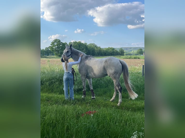 Englisches Vollblut Wallach 9 Jahre 163 cm Braunfalbschimmel in Brochterbeck
