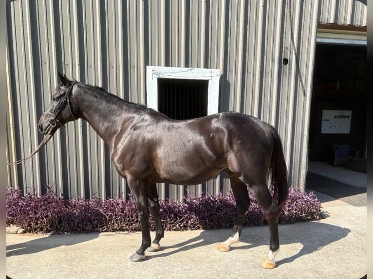 Englisches Vollblut Wallach 9 Jahre 163 cm Dunkelbrauner in Porter TX