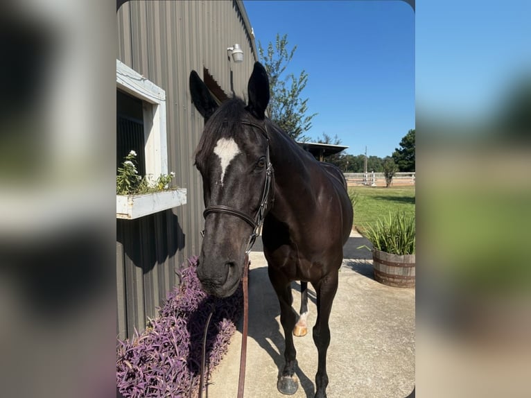 Englisches Vollblut Wallach 9 Jahre 163 cm Dunkelbrauner in Porter TX