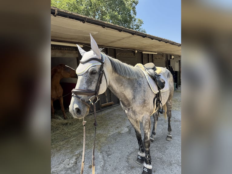 Englisches Vollblut Wallach 9 Jahre 163 cm Schimmel in Villeneuve-Loubet