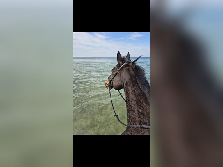 Englisches Vollblut Wallach 9 Jahre 163 cm Schwarzbrauner in Marlow