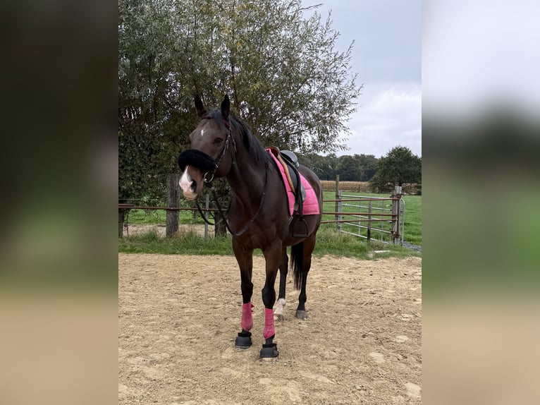 Englisches Vollblut Wallach 9 Jahre 164 cm Brauner in Kempen