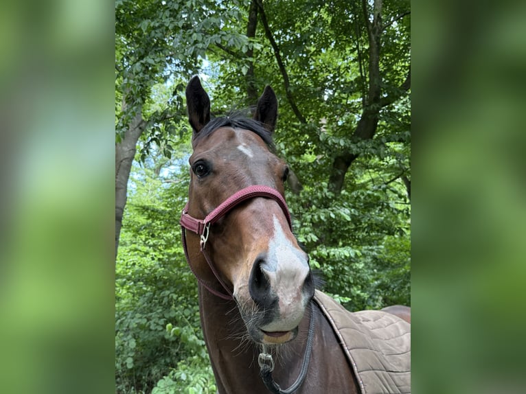 Englisches Vollblut Wallach 9 Jahre 164 cm Brauner in Kempen