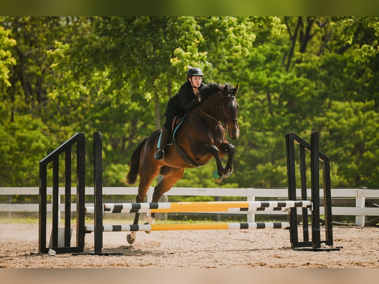 Englisches Vollblut Wallach 9 Jahre 164 cm Brauner in Lexington