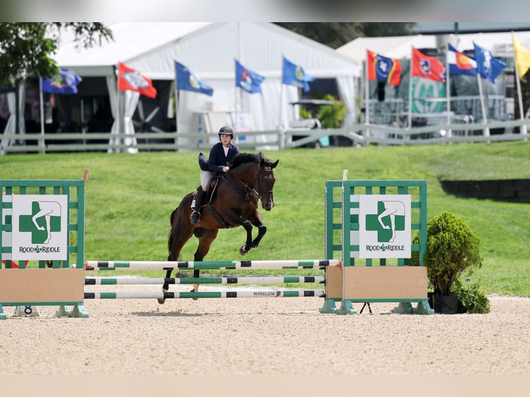 Englisches Vollblut Wallach 9 Jahre 164 cm Brauner in Lexington