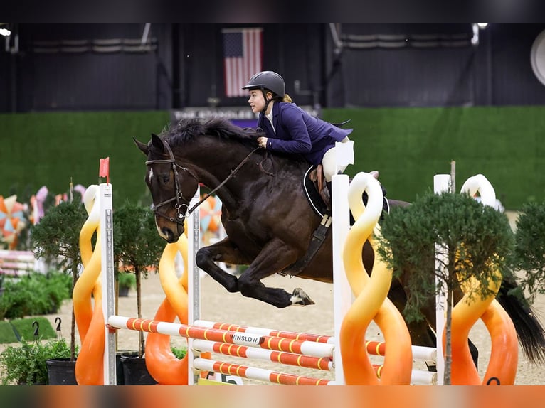 Englisches Vollblut Wallach 9 Jahre 164 cm Brauner in Lexington