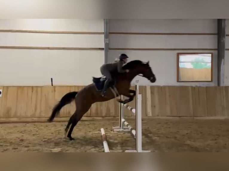 Englisches Vollblut Wallach 9 Jahre 166 cm Brauner in Bayreuth