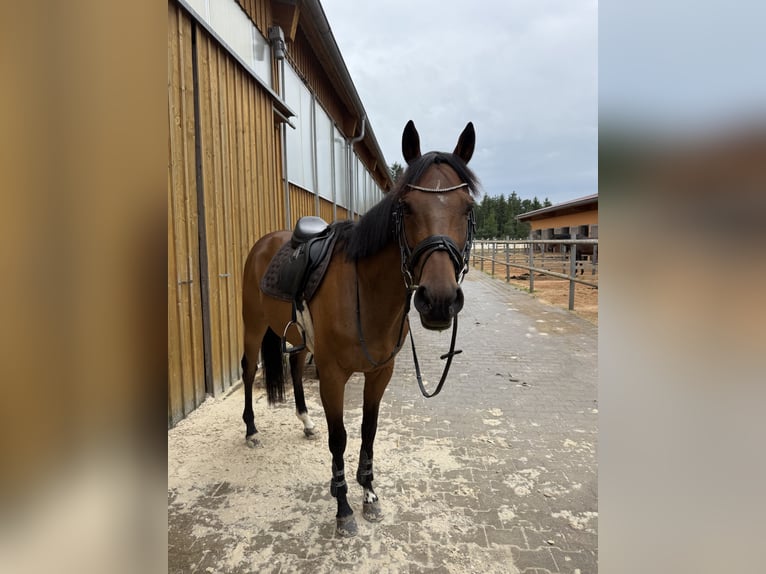 Englisches Vollblut Wallach 9 Jahre 166 cm Brauner in Bayreuth