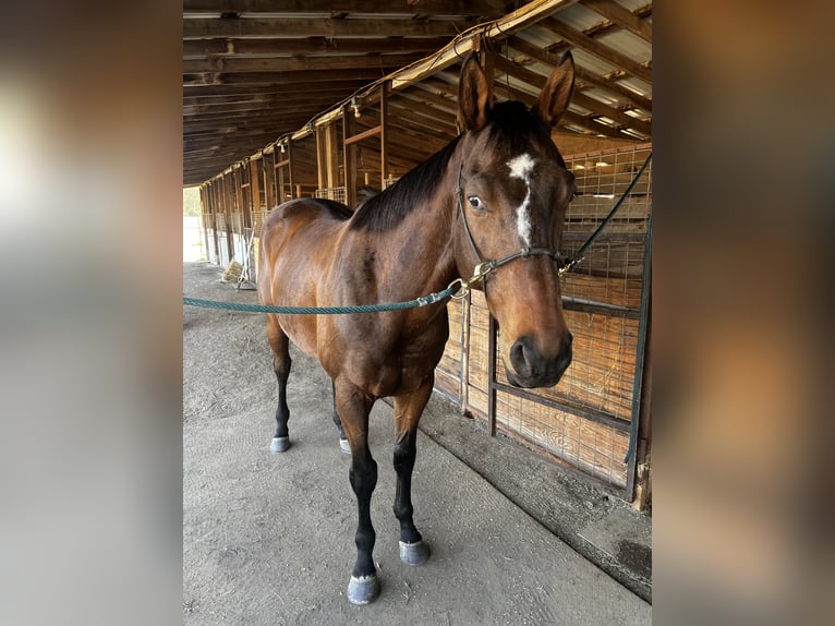 Englisches Vollblut Wallach 9 Jahre 166 cm Rotbrauner in Roscoe