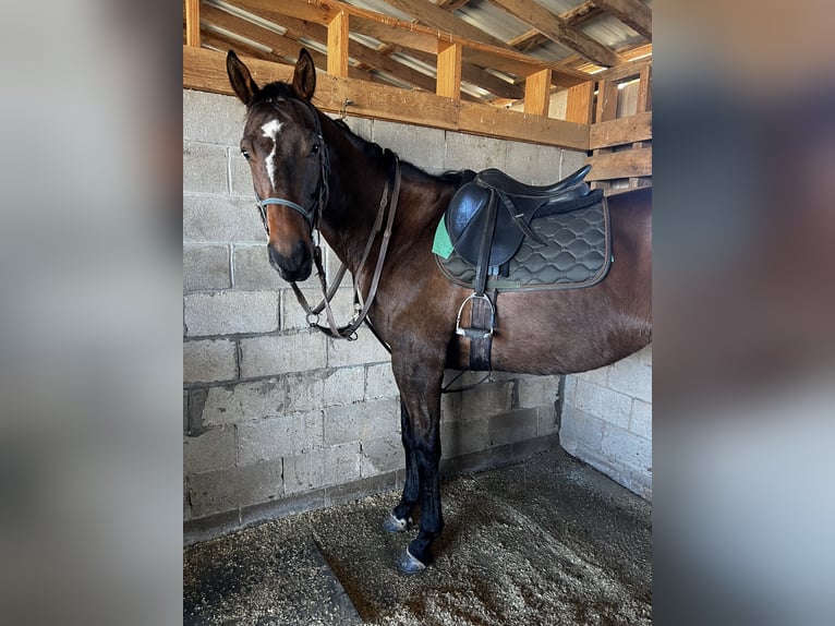 Englisches Vollblut Wallach 9 Jahre 166 cm Rotbrauner in Roscoe