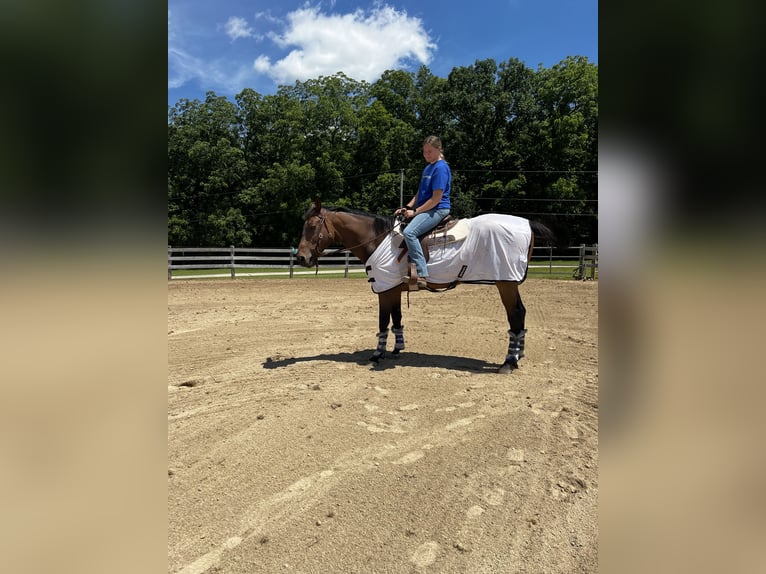 Englisches Vollblut Wallach 9 Jahre 166 cm Rotbrauner in Roscoe