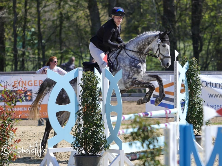 Englisches Vollblut Wallach 9 Jahre 167 cm Apfelschimmel in Garlstorf