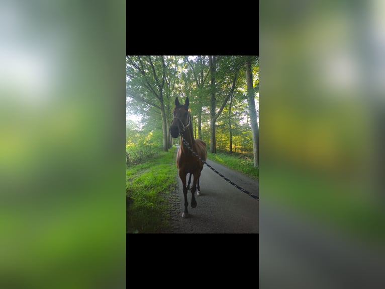 Englisches Vollblut Wallach 9 Jahre 167 cm Brauner in Olst