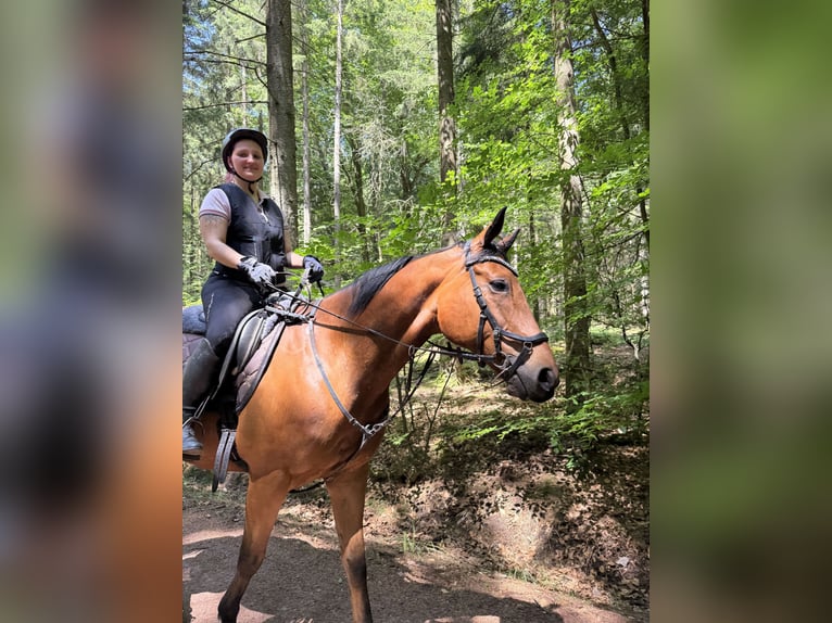 Englisches Vollblut Wallach 9 Jahre 167 cm Dunkelbrauner in Losheim am See