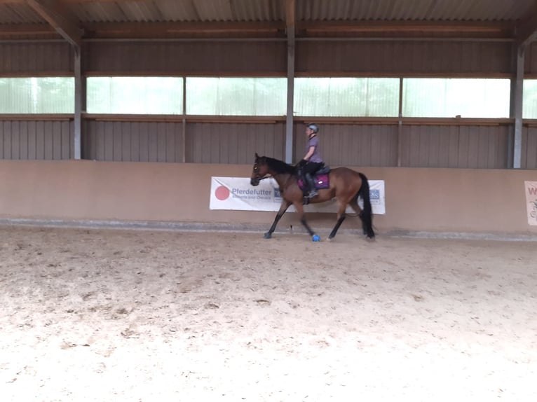 Englisches Vollblut Wallach 9 Jahre 167 cm Dunkelbrauner in Losheim am See