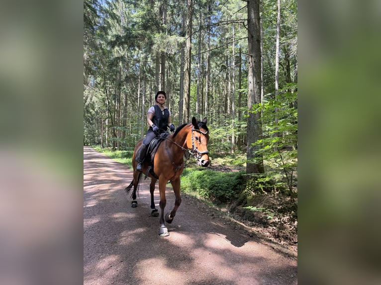 Englisches Vollblut Wallach 9 Jahre 167 cm Dunkelbrauner in Losheim am See