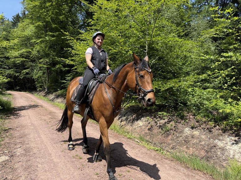 Englisches Vollblut Wallach 9 Jahre 167 cm Dunkelbrauner in Losheim am See