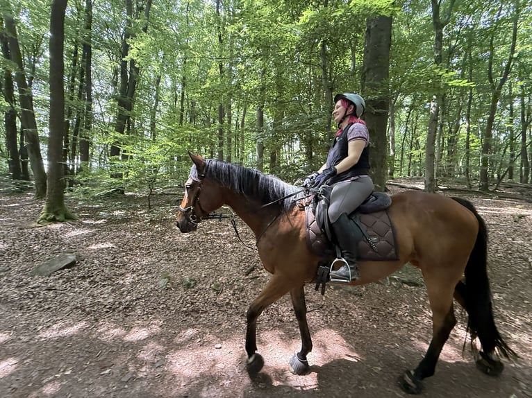 Englisches Vollblut Wallach 9 Jahre 167 cm Dunkelbrauner in Losheim am See