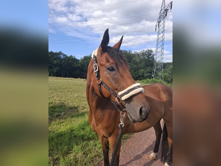 Englisches Vollblut Wallach 9 Jahre 167 cm Dunkelbrauner in Losheim am See