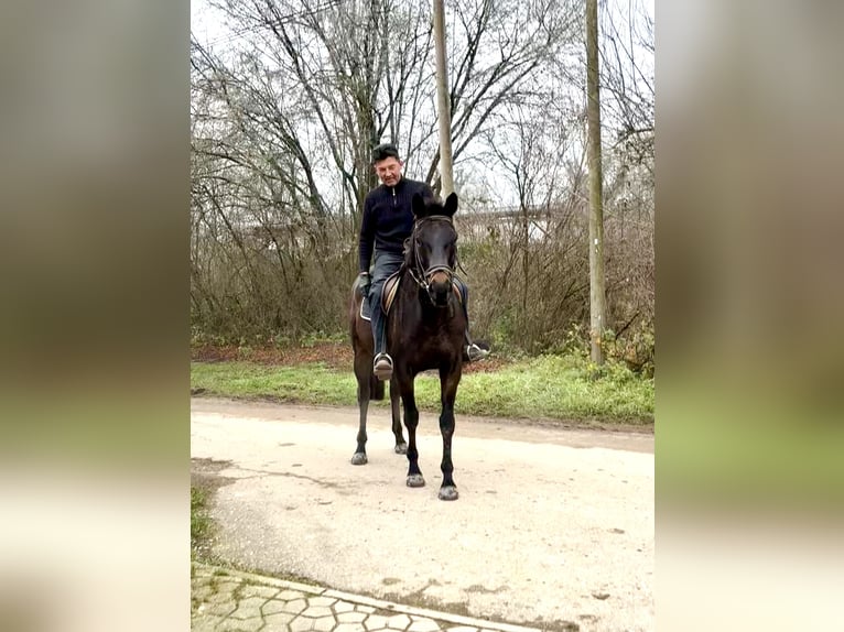 Englisches Vollblut Wallach 9 Jahre 168 cm in Iffezheim