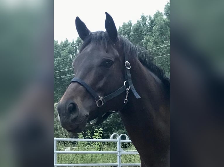 Englisches Vollblut Wallach 9 Jahre 168 cm in Iffezheim