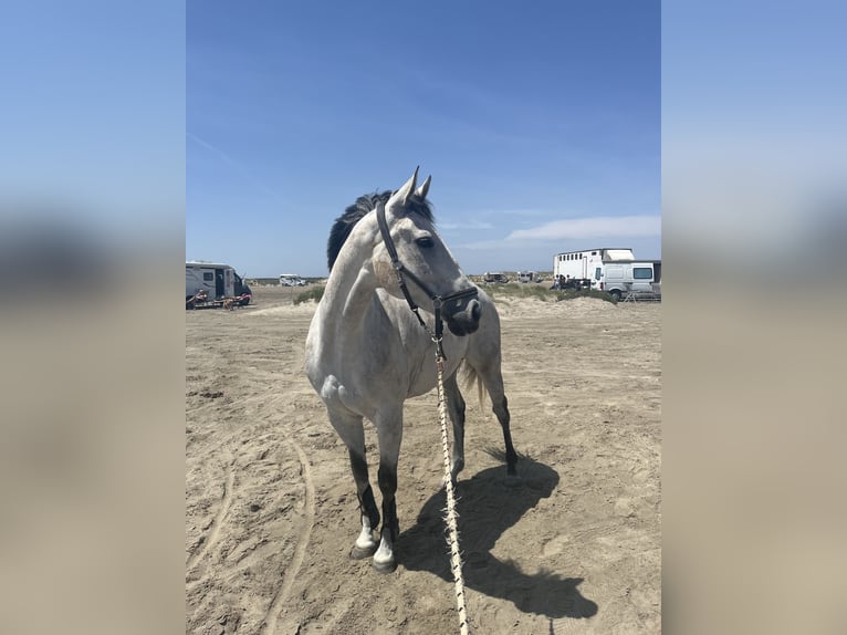 Englisches Vollblut Wallach 9 Jahre 170 cm Schimmel in Velaux