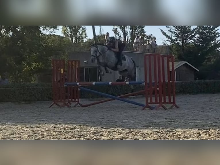 Englisches Vollblut Wallach 9 Jahre 170 cm Schimmel in Velaux