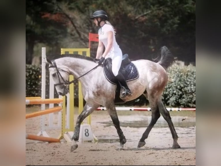 Englisches Vollblut Wallach 9 Jahre 170 cm Schimmel in Velaux