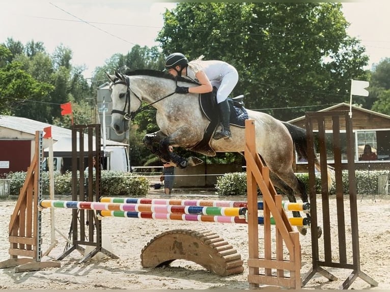 Englisches Vollblut Wallach 9 Jahre 170 cm Schimmel in Velaux