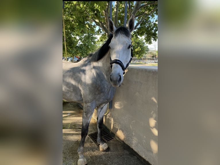 Englisches Vollblut Wallach 9 Jahre 170 cm Schimmel in Velaux