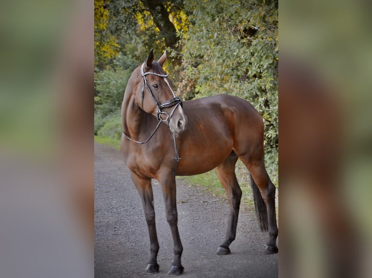 Englisches Vollblut Wallach 9 Jahre 172 cm Brauner in Sonsbeck