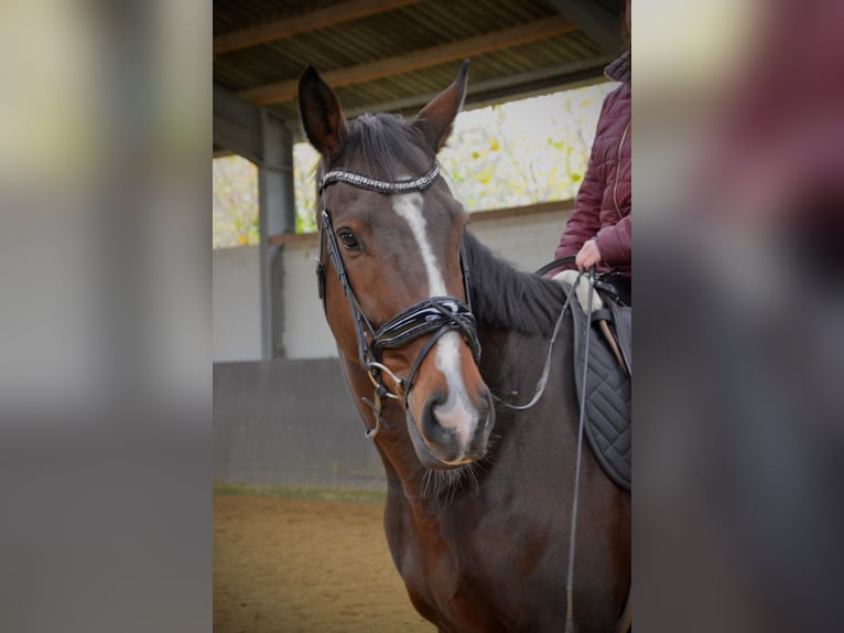 Englisches Vollblut Wallach 9 Jahre 172 cm Brauner in Issum