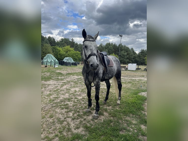 Englisches Vollblut Mix Wallach 9 Jahre 172 cm Schimmel in Rudnica