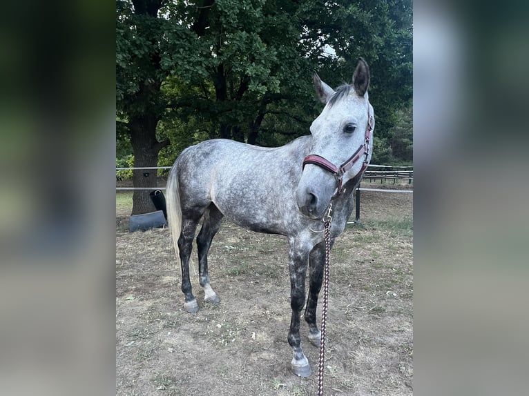 Englisches Vollblut Mix Wallach 9 Jahre 172 cm Schimmel in Rudnica