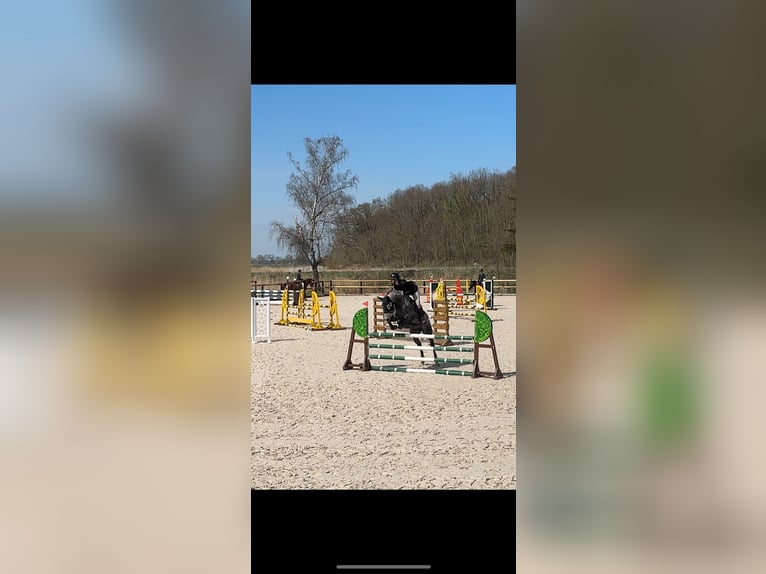 Englisches Vollblut Mix Wallach 9 Jahre 172 cm Schimmel in Rudnica