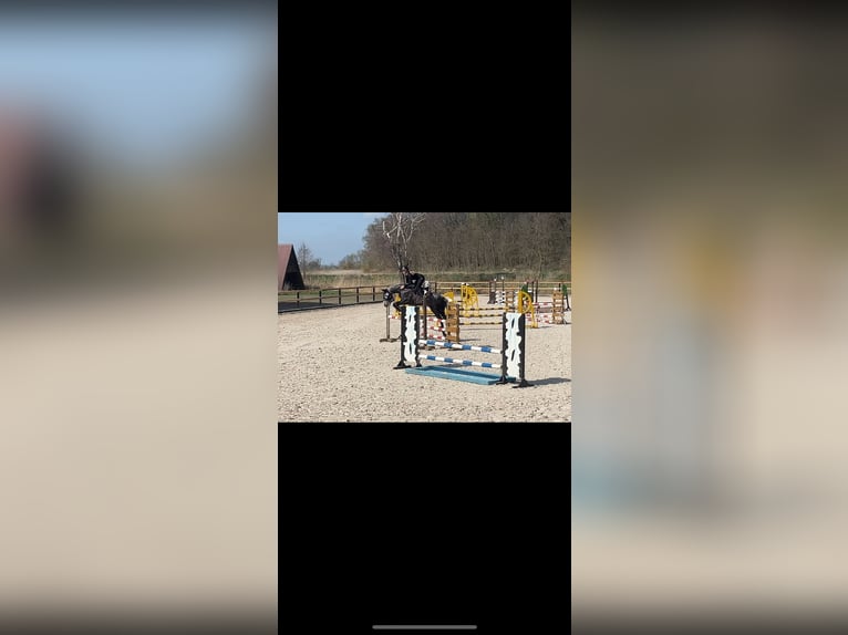 Englisches Vollblut Mix Wallach 9 Jahre 172 cm Schimmel in Rudnica