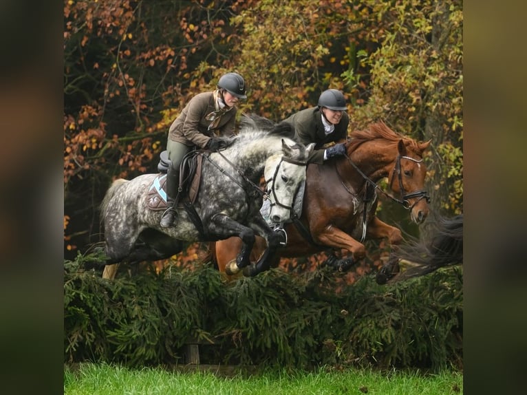 Englisches Vollblut Mix Wallach 9 Jahre 173 cm Fuchs in Ravensburg