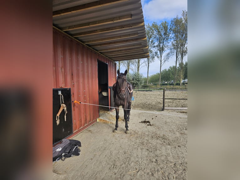 Englisches Vollblut Wallach 9 Jahre 173 cm Schwarzbrauner in Breskens