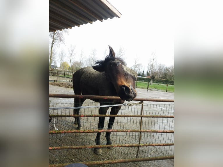 Englisches Vollblut Wallach 9 Jahre 173 cm Schwarzbrauner in Breskens