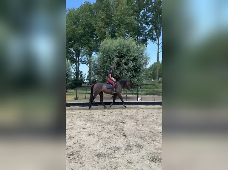 Englisches Vollblut Wallach 9 Jahre 173 cm Schwarzbrauner in Breskens