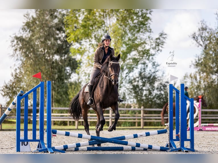 Englisches Vollblut Wallach 9 Jahre 173 cm Schwarzbrauner in Breskens