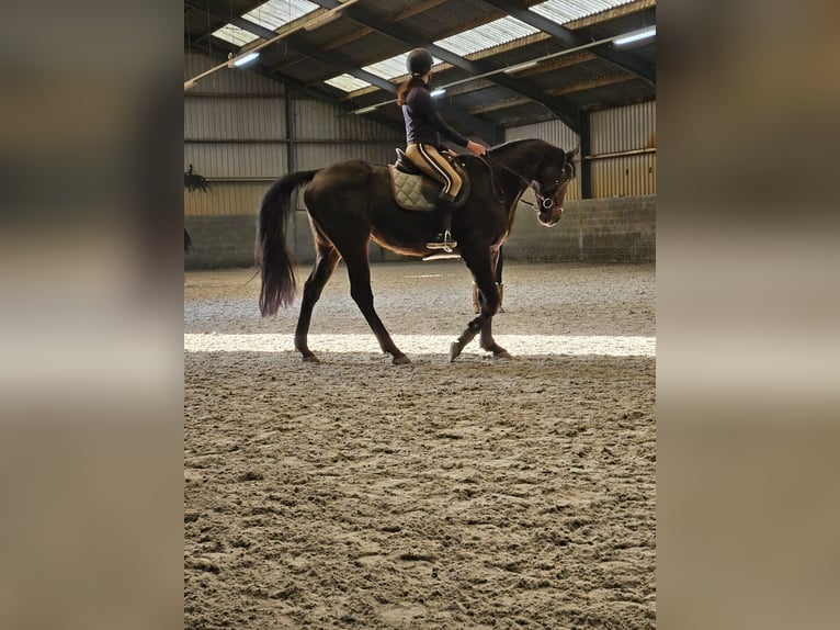 Englisches Vollblut Wallach 9 Jahre 173 cm Schwarzbrauner in Breskens