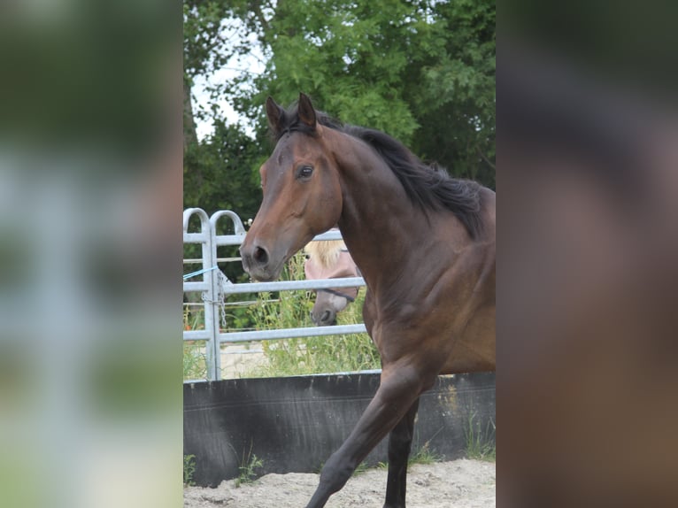 Englisches Vollblut Wallach 9 Jahre 173 cm Schwarzbrauner in Breskens