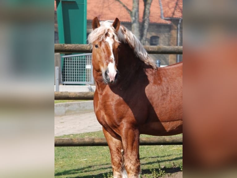ERAL Rheinisch-Deutsches Kaltblut Hengst in Geilenkirchen