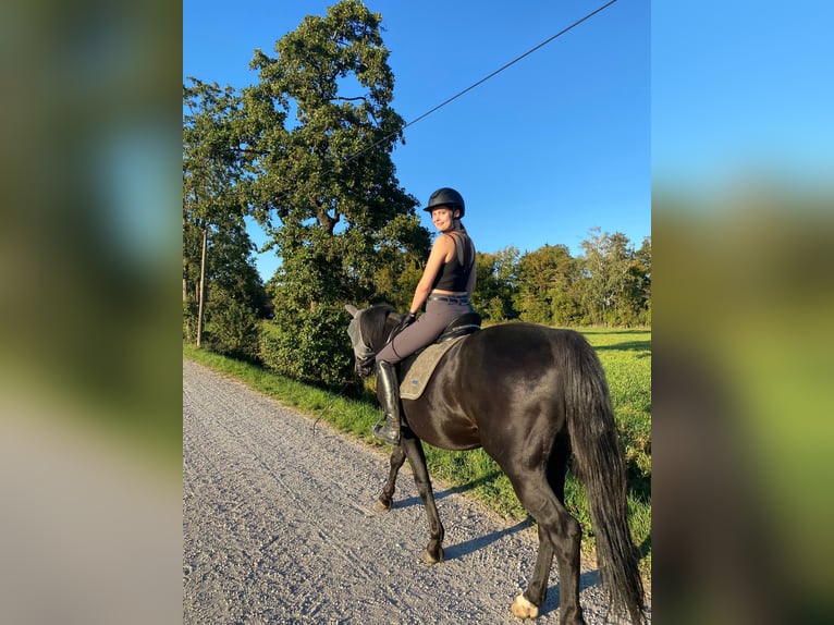 Erfahrene Reiterin (28) sucht Pferd