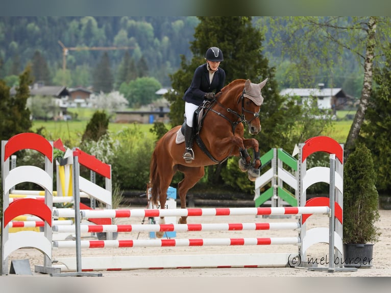 Erfahrene Reiterin sucht: Reitbeteiligung, Pferd zur Verfügung/Teilverfügung