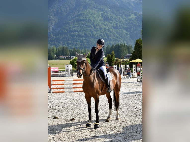 Erfahrene Reiterin sucht: Reitbeteiligung, Pferd zur Verfügung/Teilverfügung